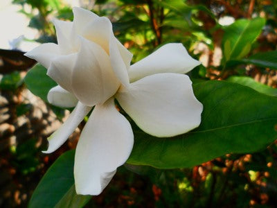 The Gardenia Beautiful Inside And Out