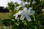 THE JASMINE - SWEET AND STRONG FLOWER