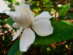 THE GARDENIA - BEAUTIFUL INSIDE AND OUT